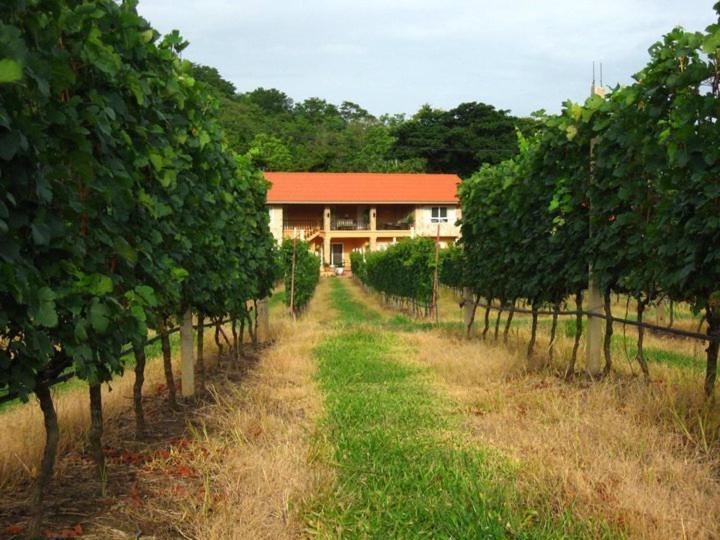 Granmonte Wine Cottage Phajajen Kültér fotó