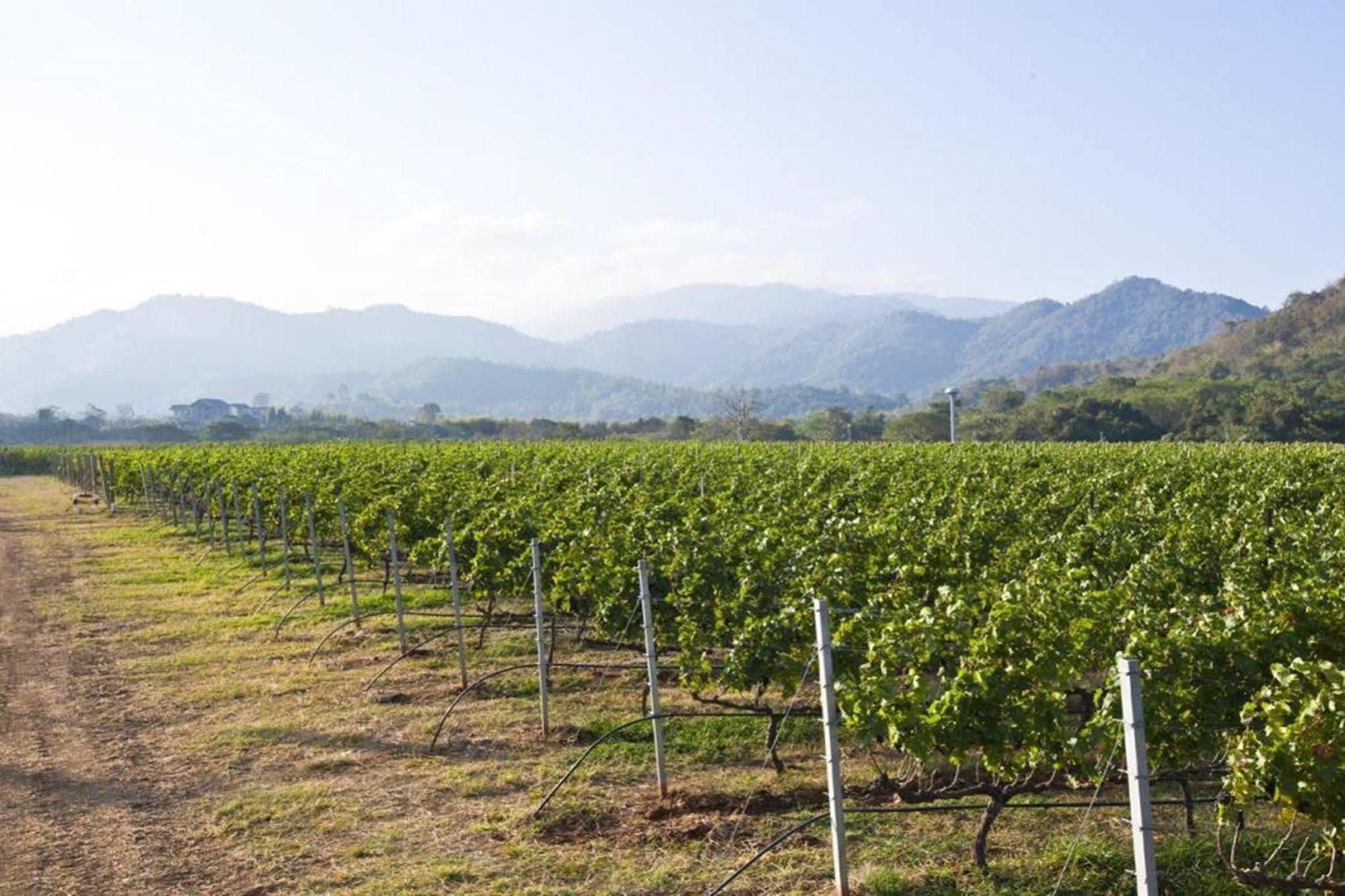 Granmonte Wine Cottage Phajajen Kültér fotó