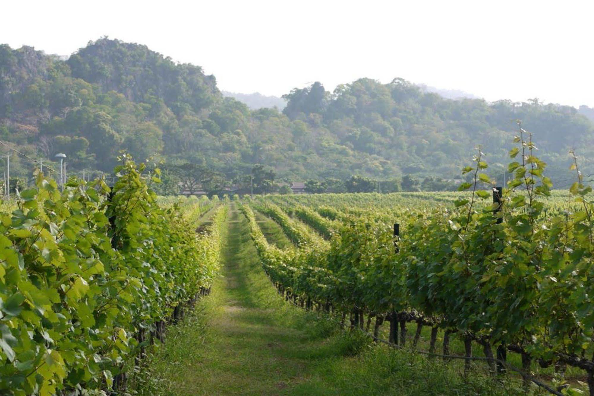 Granmonte Wine Cottage Phajajen Kültér fotó